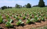 The tobacco production has to be considered as an economy