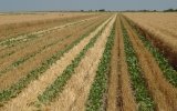Relay Cropping Wheat