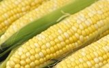 corn grain
