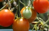 Professional fertilizing of tomatoes grown up outside