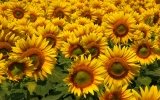 How to fertilize the sunflower