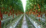 vegetable-growers