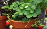 Planting strawberries in a pot