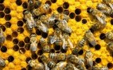 Net or a thick bottom for the bee hives during the winter