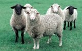 Breeding activity in wool breeding