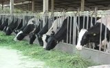 Tied breeding of cows