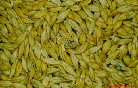 barley