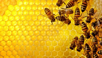 bees in hive