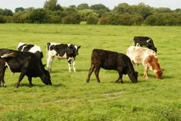 cows in the field