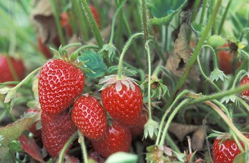 strawberry strawberry