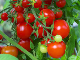 tomatoes